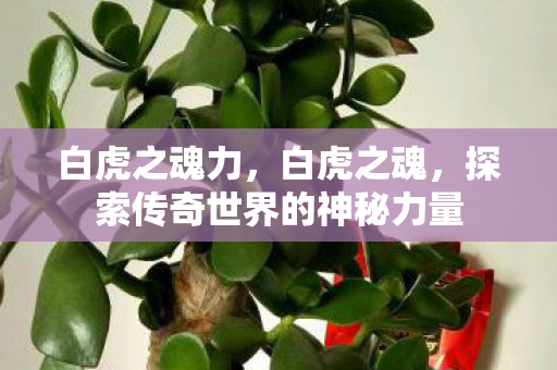 白虎之魂力,白虎之魂,探索传奇世界的神秘力量 白虎之魂力,白虎之魂,探索传奇世界的神秘力量