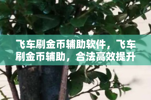 飞车刷金币辅助软件,飞车刷金币辅助,合法高效提升游戏体验 飞车刷金币辅助软件,飞车刷金币辅助,合法高效提升游戏体验