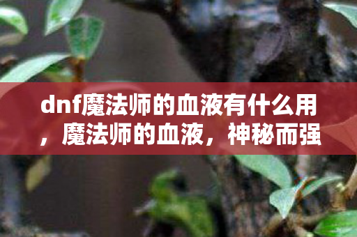 dnf魔法师的血液有什么用，魔法师的血液，神秘而强大的存在