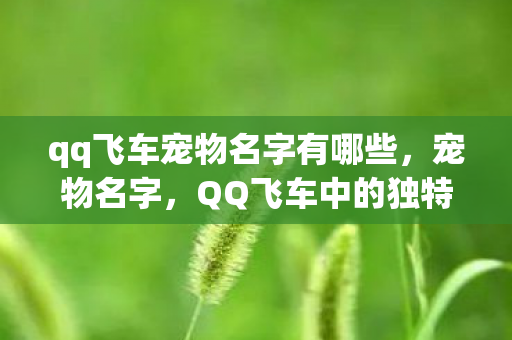 qq飞车宠物名字有哪些,宠物名字,QQ飞车中的独特存在 qq飞车宠物名字有哪些,宠物名字,QQ飞车中的独特存在
