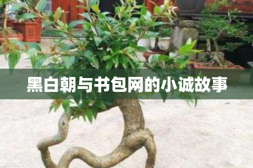 黑白朝与书包网的小诚故事
