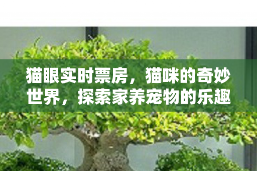 猫眼实时票房，猫咪的奇妙世界，探索家养宠物的乐趣与责任