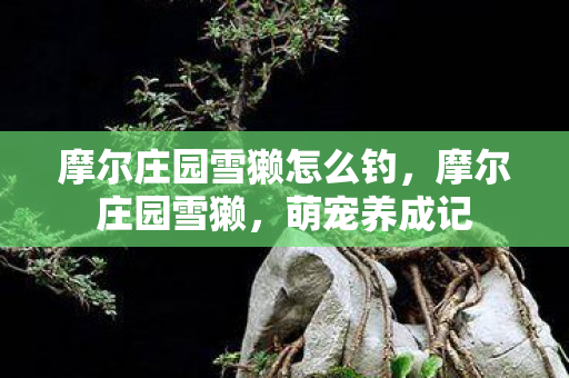 摩尔庄园雪獭怎么钓，摩尔庄园雪獭，萌宠养成记