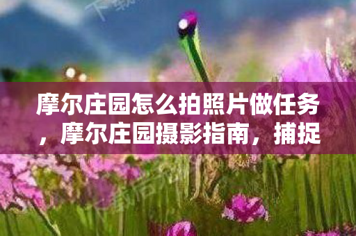 摩尔庄园怎么拍照片做任务,摩尔庄园摄影指南,捕捉庄园美好瞬间 摩尔庄园怎么拍照片做任务,摩尔庄园摄影指南,捕捉庄园美好瞬间