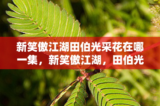 新笑傲江湖田伯光采花在哪一集,新笑傲江湖,田伯光的江湖情仇与人性探索 新笑傲江湖田伯光采花在哪一集,新笑傲江湖,田伯光的江湖情仇与人性探索