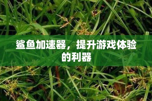 鲨鱼加速器,提升游戏体验的利器 鲨鱼加速器,提升游戏体验的利器