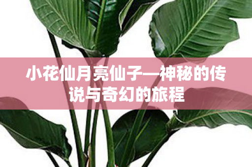 小花仙月亮仙子—神秘的传说与奇幻的旅程 小花仙月亮仙子—神秘的传说与奇幻的旅程