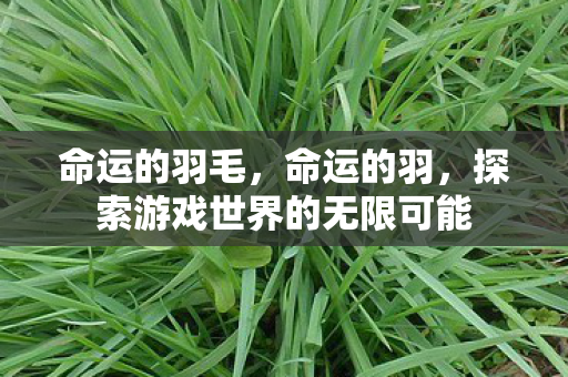 命运的羽毛,命运的羽,探索游戏世界的无限可能 命运的羽毛,命运的羽,探索游戏世界的无限可能