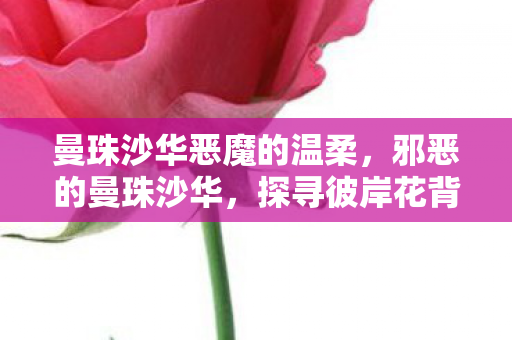 曼珠沙华恶魔的温柔,邪恶的曼珠沙华,探寻彼岸花背后的神秘与美丽 曼珠沙华恶魔的温柔,邪恶的曼珠沙华,探寻彼岸花背后的神秘与美丽