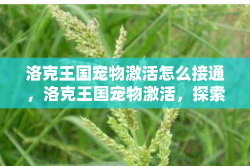 洛克王国宠物激活怎么接通，洛克王国宠物激活，探索奇幻世界的奇妙旅程