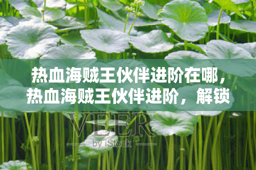 热血海贼王伙伴进阶在哪，热血海贼王伙伴进阶，解锁你的航海王之路