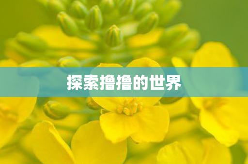 探索撸撸的世界 探索撸撸的世界