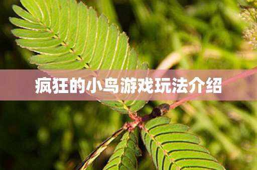 疯狂的小鸟游戏玩法介绍 疯狂的小鸟游戏玩法介绍
