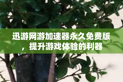 迅游网游加速器永久免费版，提升游戏体验的利器