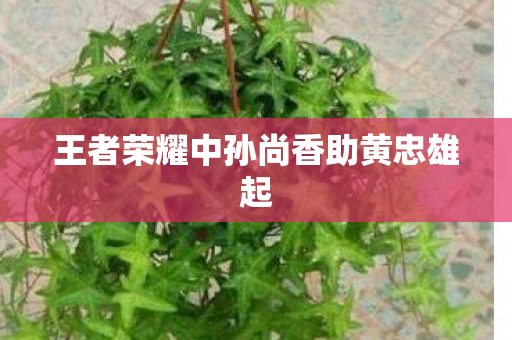 王者荣耀中孙尚香助黄忠雄起 王者荣耀中孙尚香助黄忠雄起