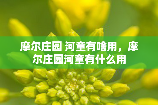 摩尔庄园 河童有啥用，摩尔庄园河童有什么用