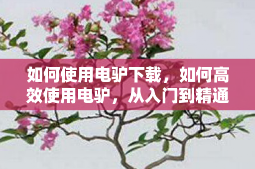 如何使用电驴下载,如何高效使用电驴,从入门到精通的全方位指南 如何使用电驴下载,如何高效使用电驴,从入门到精通的全方位指南