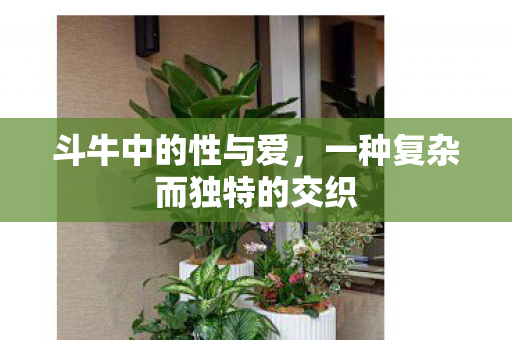 斗牛中的性与爱，一种复杂而独特的交织