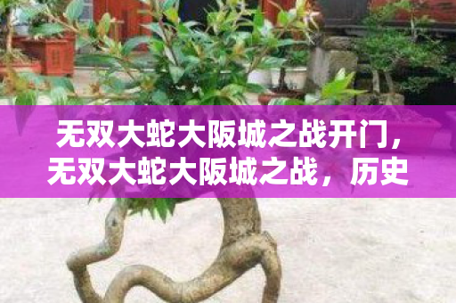无双大蛇大阪城之战开门,无双大蛇大阪城之战,历史与游戏的完美融合 无双大蛇大阪城之战开门,无双大蛇大阪城之战,历史与游戏的完美融合