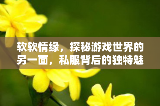 软软情缘，探秘游戏世界的另一面，私服背后的独特魅力与运营挑战