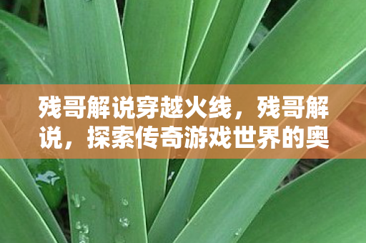 残哥解说穿越火线，残哥解说，探索传奇游戏世界的奥秘