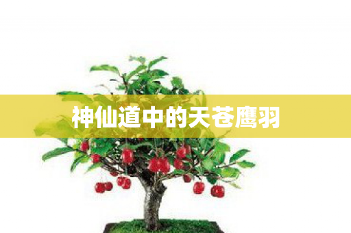 神仙道中的天苍鹰羽 神仙道中的天苍鹰羽