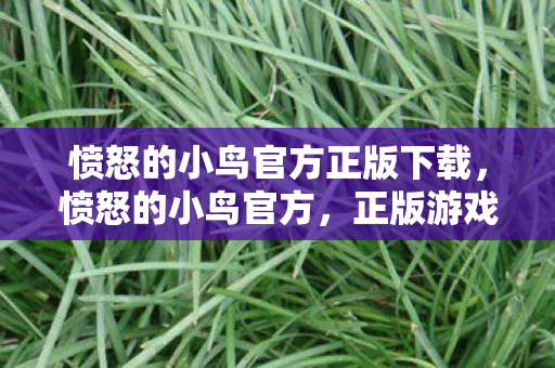 愤怒的小鸟官方正版下载，愤怒的小鸟官方，正版游戏的魅力与体验