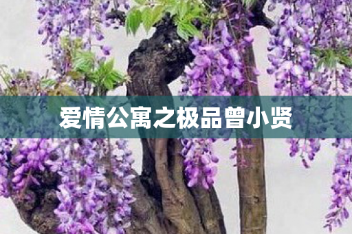 爱情公寓之极品曾小贤 爱情公寓之极品曾小贤