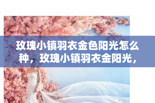 玫瑰小镇羽衣金色阳光怎么种,玫瑰小镇羽衣金阳光,探索虚拟世界的无限可能 玫瑰小镇羽衣金色阳光怎么种,玫瑰小镇羽衣金阳光,探索虚拟世界的无限可能