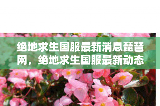 绝地求生国服最新消息琵琶网,绝地求生国服最新动态,优化升级与未来展望 绝地求生国服最新消息琵琶网,绝地求生国服最新动态,优化升级与未来展望