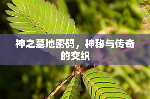 神之墓地密码,神秘与传奇的交织 神之墓地密码,神秘与传奇的交织