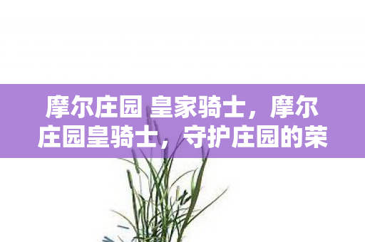 摩尔庄园 皇家骑士,摩尔庄园皇骑士,守护庄园的荣耀骑士 摩尔庄园 皇家骑士,摩尔庄园皇骑士,守护庄园的荣耀骑士