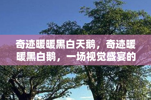 奇迹暖暖黑白天鹅,奇迹暖暖黑白鹅,一场视觉盛宴的幕后揭秘 奇迹暖暖黑白天鹅,奇迹暖暖黑白鹅,一场视觉盛宴的幕后揭秘