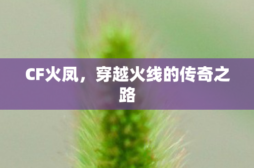 CF火凤,穿越火线的传奇之路 CF火凤,穿越火线的传奇之路
