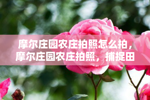 摩尔庄园农庄拍照怎么拍,摩尔庄园农庄拍照,捕捉田园风光,记录美好瞬间 摩尔庄园农庄拍照怎么拍,摩尔庄园农庄拍照,捕捉田园风光,记录美好瞬间