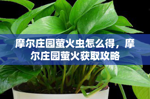 摩尔庄园萤火虫怎么得,摩尔庄园萤火获取攻略 摩尔庄园萤火虫怎么得,摩尔庄园萤火获取攻略
