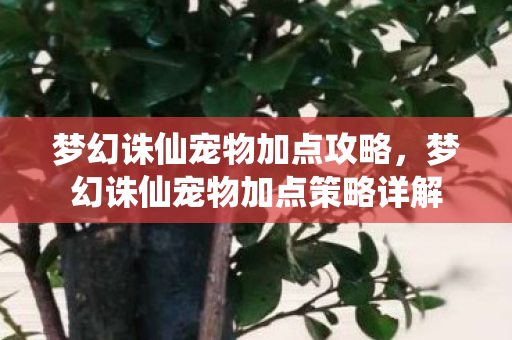 梦幻诛仙宠物加点攻略,梦幻诛仙宠物加点策略详解 梦幻诛仙宠物加点攻略,梦幻诛仙宠物加点策略详解