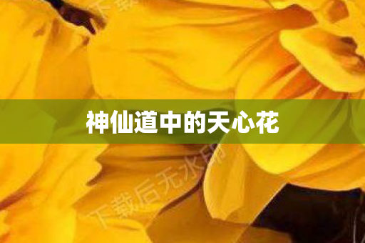 神仙道中的天心花 神仙道中的天心花
