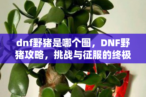 dnf野猪是哪个图,DNF野猪攻略,挑战与征服的终极指南 dnf野猪是哪个图,DNF野猪攻略,挑战与征服的终极指南