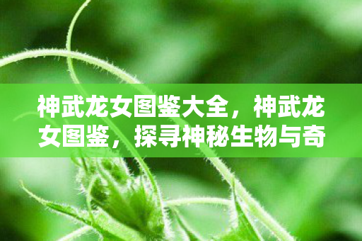 神武龙女图鉴大全,神武龙女图鉴,探寻神秘生物与奇幻世界的奥秘 神武龙女图鉴大全,神武龙女图鉴,探寻神秘生物与奇幻世界的奥秘