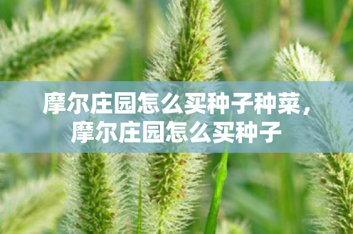 摩尔庄园怎么买种子种菜,摩尔庄园怎么买种子 摩尔庄园怎么买种子种菜,摩尔庄园怎么买种子