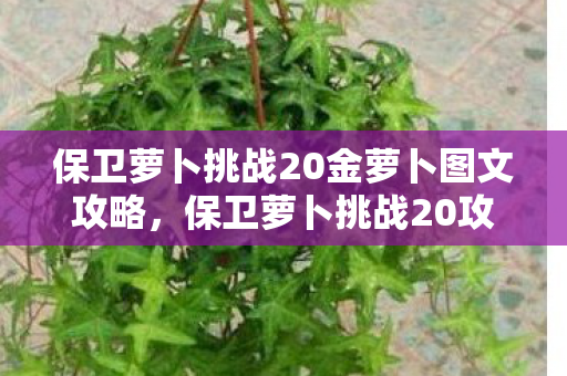 保卫萝卜挑战20金萝卜图文攻略，保卫萝卜挑战20攻略金萝卜布阵图