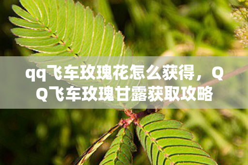 qq飞车玫瑰花怎么获得,QQ飞车玫瑰甘露获取攻略 qq飞车玫瑰花怎么获得,QQ飞车玫瑰甘露获取攻略