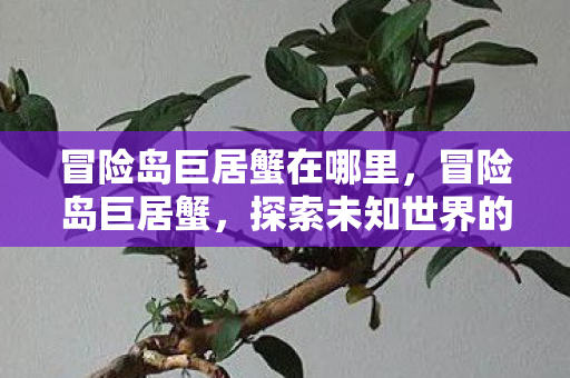 冒险岛巨居蟹在哪里,冒险岛巨居蟹,探索未知世界的神秘生物 冒险岛巨居蟹在哪里,冒险岛巨居蟹,探索未知世界的神秘生物