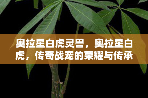 传奇战宠的荣耀与传承图片