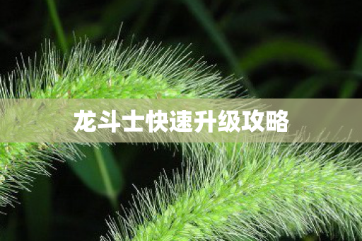 龙斗士快速升级攻略 龙斗士快速升级攻略
