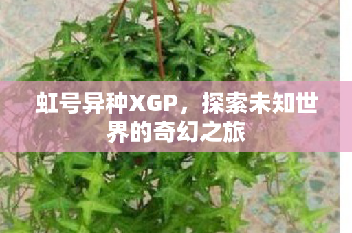 虹号异种XGP,探索未知世界的奇幻之旅 虹号异种XGP,探索未知世界的奇幻之旅