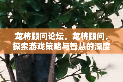 龙将顾问论坛，龙将顾问，探索游戏策略与智慧的深度对话