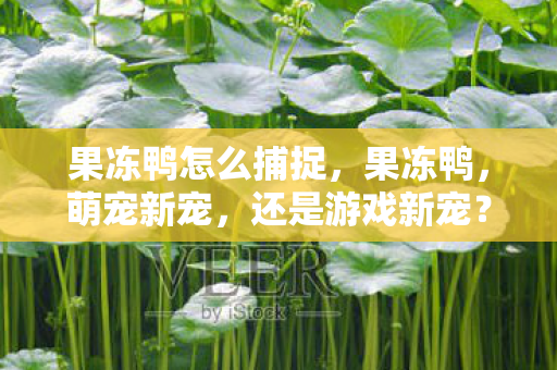 果冻鸭怎么捕捉图片