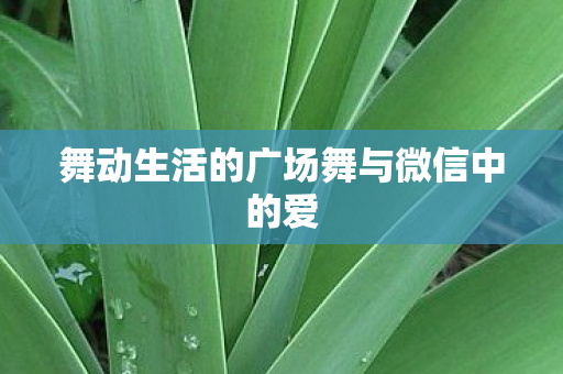 舞动生活的广场舞与微信中的爱 舞动生活的广场舞与微信中的爱